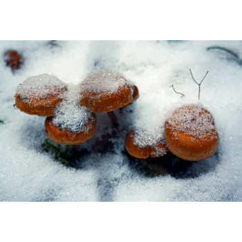 Frozen Mushrum (20)-9765641-81659.webp